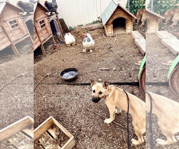 Medium Photo #2 Mutt Puppy For Sale in Sandy, UT, USA