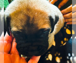 Puppy 1 Doubull-Mastiff