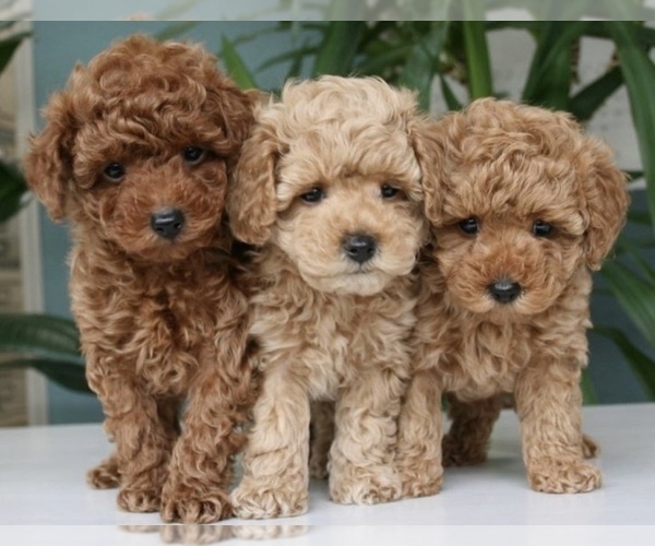 Medium Photo #1 Poodle (Toy) Puppy For Sale in WOODSTOCK, IL, USA