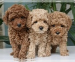 Small Poodle (Toy)