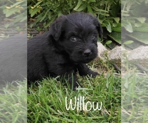 Medium Photo #3 Miniature Labradoodle Puppy For Sale in CLARE, MI, USA