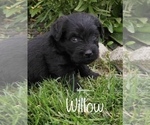 Small Photo #3 Miniature Labradoodle Puppy For Sale in CLARE, MI, USA