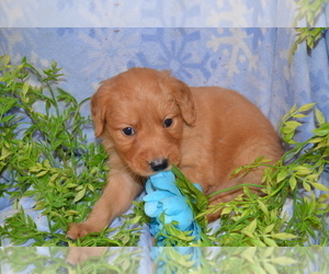 Medium Golden Retriever