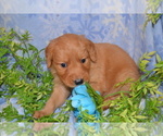 Puppy Akela Golden Retriever