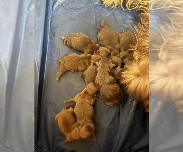 Medium Photo #3 Shorkie Tzu Puppy For Sale in SCOTTSDALE, AZ, USA