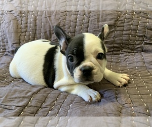 French Bulldog Puppy for sale in ATL, GA, USA
