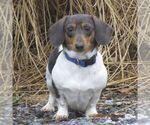 Small Photo #1 Dachshund Puppy For Sale in MANHEIM, PA, USA