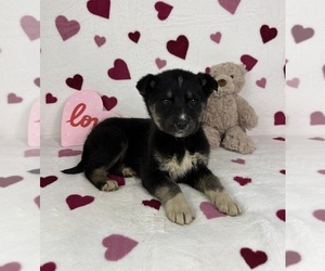 German Shepherd Dog-Miniature American Shepherd Mix Puppy for sale in FRANKLIN, IN, USA