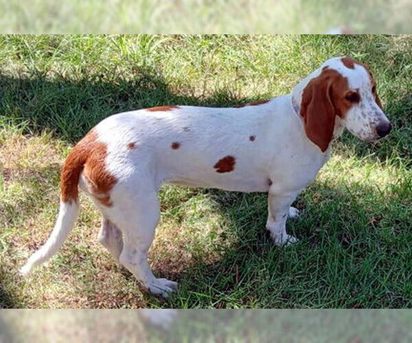 Medium Photo #2 Basset Hound Puppy For Sale in Deepwater, NJ, USA