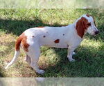 Small #1 Basset Hound