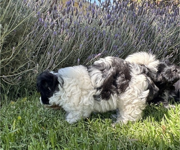 Medium Photo #2 Havanese Puppy For Sale in BRISBANE, CA, USA