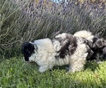 Small #1 Havanese