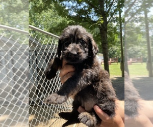 Labradoodle Puppy for sale in BENTON, IL, USA