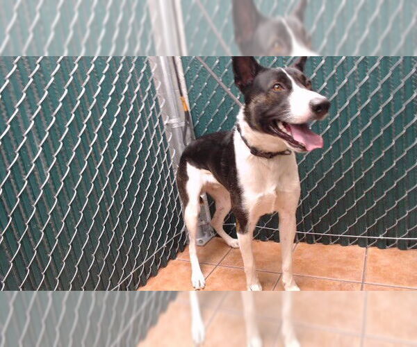 Medium Photo #1 Mutt Puppy For Sale in Downey, CA, USA