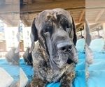 Small Photo #19 American Mastiff Puppy For Sale in ALEXANDRIA, VA, USA