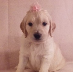 Goldendoodle Puppy for sale in CAIRO, GA, USA