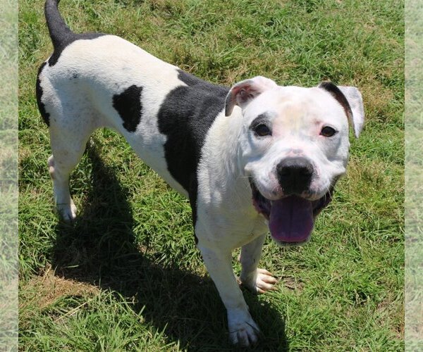 Medium Photo #3 American Bulldog Puppy For Sale in Jackson, MS, USA