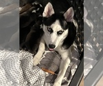 Small Photo #1 Siberian Husky Puppy For Sale in LAKE MARY, FL, USA