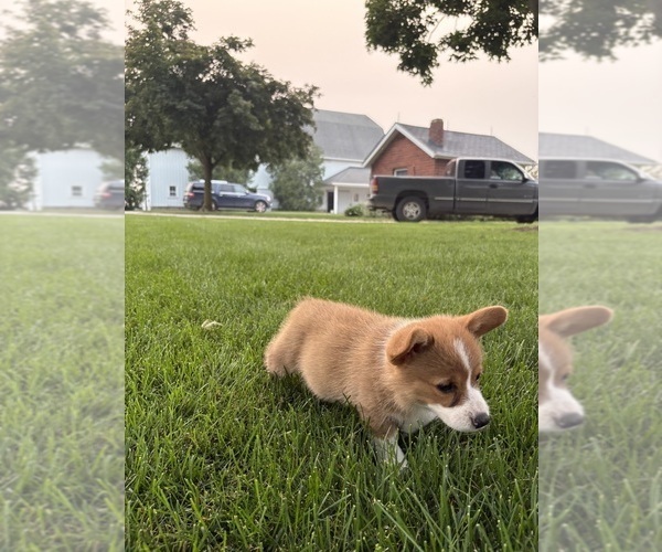 Medium Photo #27 Pembroke Welsh Corgi Puppy For Sale in MILFORD, IN, USA