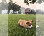Small Photo #27 Pembroke Welsh Corgi Puppy For Sale in MILFORD, IN, USA