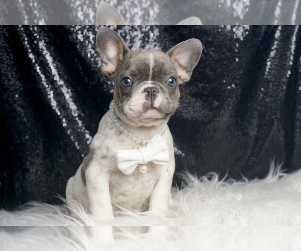 Medium Photo #2 French Bulldog Puppy For Sale in WARSAW, IN, USA