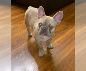 French Bulldog Puppy for sale in GLENDALE, CA, USA