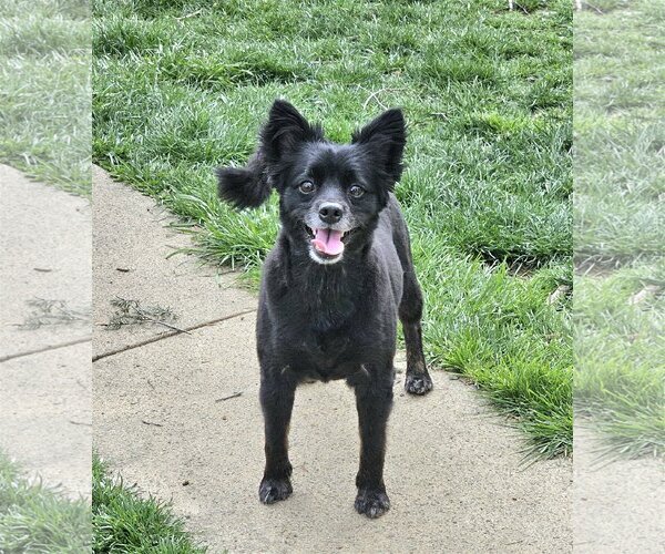 Medium Photo #1 Huskies -Pomeranian Mix Puppy For Sale in Lebanon, PA, USA