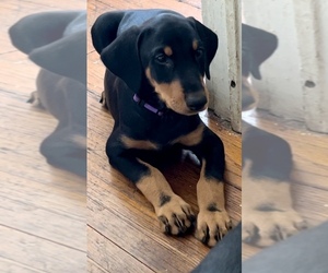 Doberman Pinscher Puppy for sale in HATTIESBURG, MS, USA