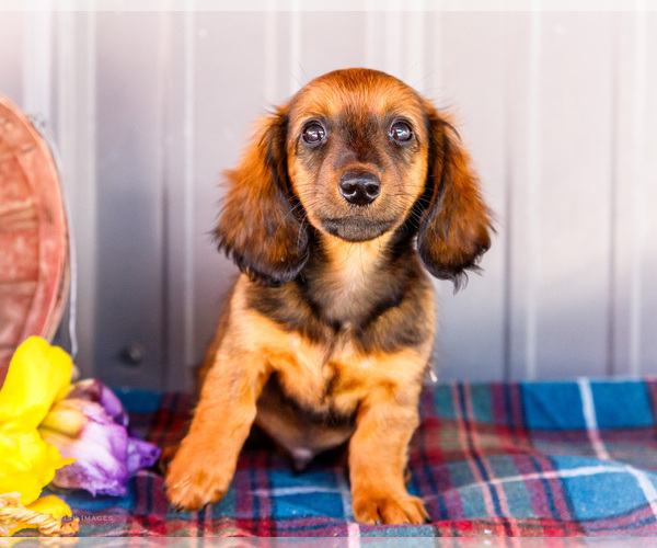 Medium Photo #2 Dachshund Puppy For Sale in WAKARUSA, IN, USA