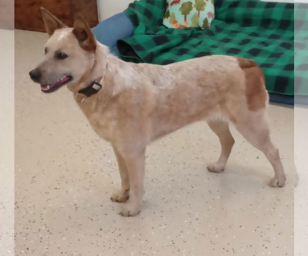 Medium Photo #5 Mutt Puppy For Sale in York, SC, USA