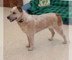 Small #4 Mutt