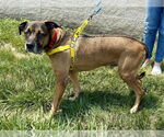 Small #5 Mastiff Mix