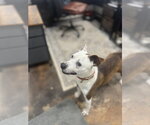 Small #3 American Pit Bull Terrier Mix