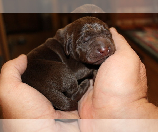 Medium Photo #6 Labrador Retriever Puppy For Sale in LOVELADY, TX, USA
