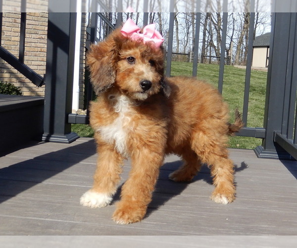 Medium Photo #5 Aussiedoodle Miniature  Puppy For Sale in MILLERSBURG, OH, USA