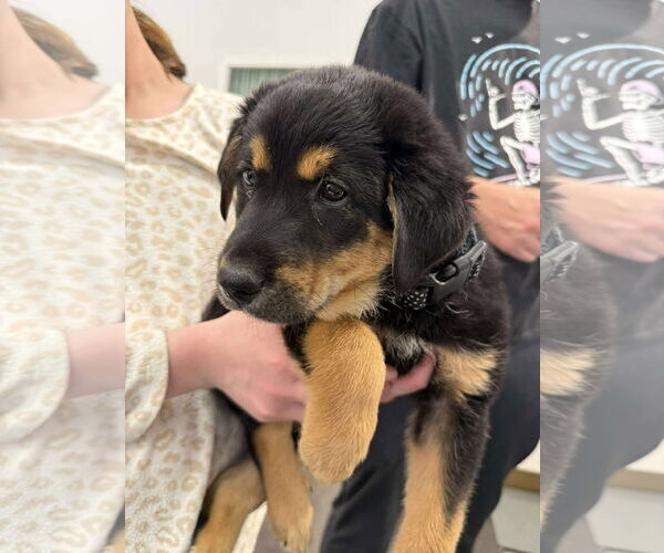 Medium Photo #2 German Shepherd Dog-Unknown Mix Puppy For Sale in Holly Springs, NC, USA