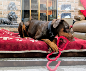Brandy - Female Doberman Pinscher Dog for Adoption - Photo #13