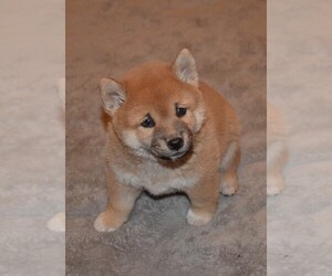 Shiba Inu Puppy for sale in THORNTON, CO, USA