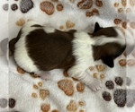 Small Photo #7 Shih Tzu Puppy For Sale in DOWNEY, CA, USA