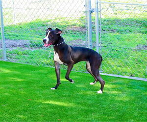 American Pit Bull Terrier-Unknown Mix Dogs for adoption in Sanford, FL, USA