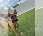 Small #2 German Shepherd Dog Mix