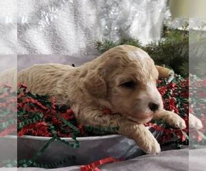 Bichpoo Puppy for sale in ARTHUR, IL, USA