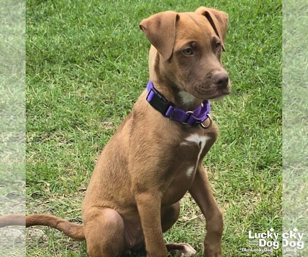 Medium Photo #4 Labrador Retriever-Unknown Mix Puppy For Sale in Washington, DC, USA