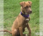 Small #3 Labrador Retriever Mix