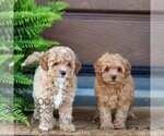 Small #1 Cavapoo