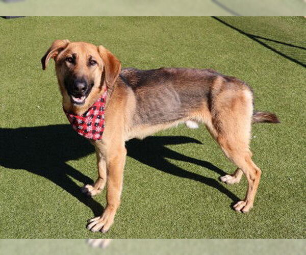 Medium Photo #2 German Shepherd Dog-Unknown Mix Puppy For Sale in Rockaway, NJ, USA