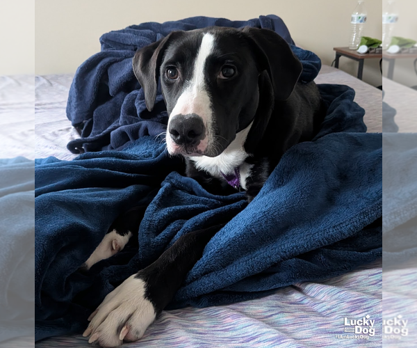 Medium Photo #8 Borador Puppy For Sale in Washington, DC, USA