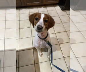 - Mix Dogs for adoption in Curwensville, PA, USA