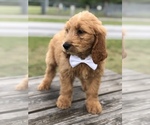 Small Photo #4 Goldendoodle Puppy For Sale in KISSIMMEE, FL, USA