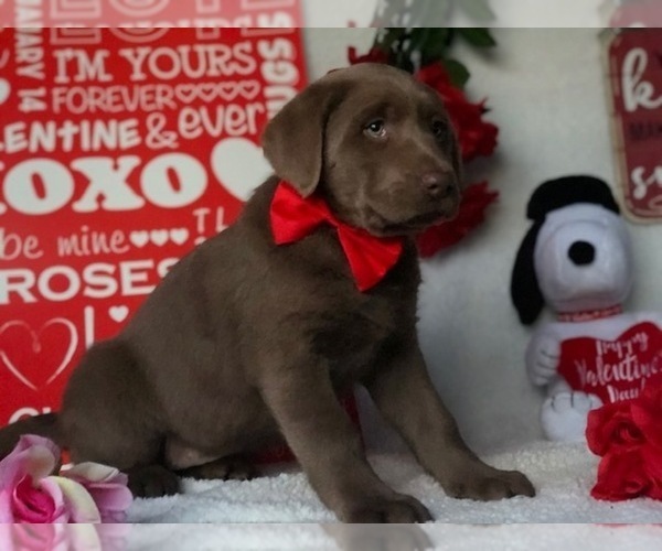 Medium Photo #4 Labrador Retriever Puppy For Sale in CLAY, PA, USA